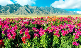 乌鲁木齐南山花海