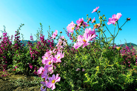 乌鲁木齐南山花海