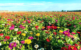 乌鲁木齐南山花海