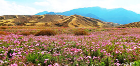 乌鲁木齐南山花海