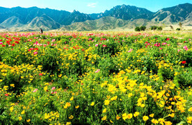 乌鲁木齐南山花海