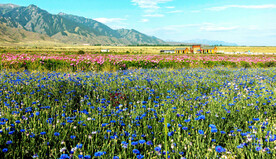 乌鲁木齐南山花海
