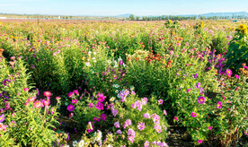 乌鲁木齐南山花海