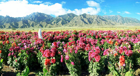 乌鲁木齐南山花海
