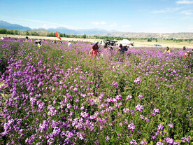 乌鲁木齐南山花海