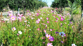 乌鲁木齐南山花海
