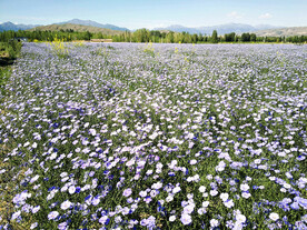 乌鲁木齐南山花海