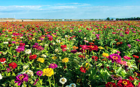 乌鲁木齐南山花海