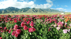 乌鲁木齐南山花海