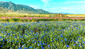 乌鲁木齐南山花海