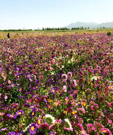 乌鲁木齐南山花海