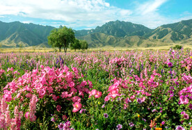 乌鲁木齐南山花海