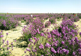 乌鲁木齐南山花海