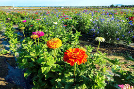 乌鲁木齐南山花海
