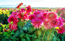 乌鲁木齐南山花海