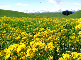 新疆喀拉峻花海