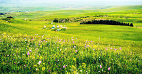 新疆喀拉峻花海