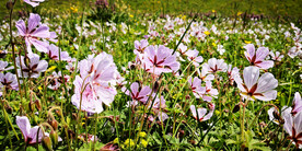 新疆喀拉峻花海