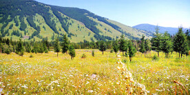 新疆喀拉峻花海