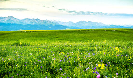 新疆喀拉峻花海