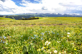 新疆喀拉峻花海