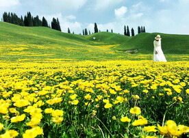 新疆喀拉峻花海