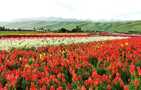 新疆喀拉峻花海