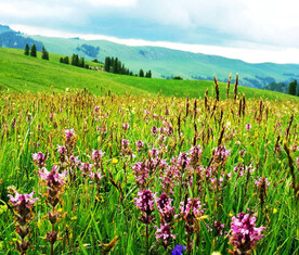 新疆喀拉峻花海