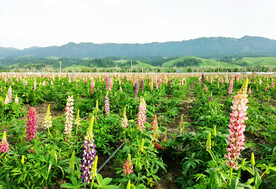 新疆喀拉峻花海