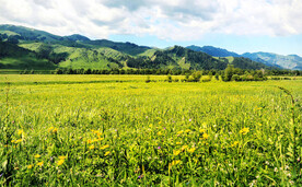 新疆喀拉峻花海