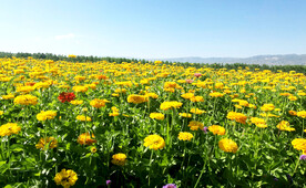 新疆喀拉峻花海