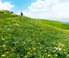新疆喀拉峻花海