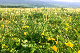 新疆喀拉峻花海