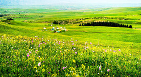 新疆喀拉峻花海