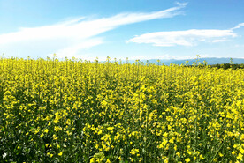 新疆喀拉峻花海