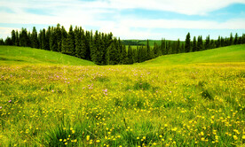 新疆喀拉峻花海