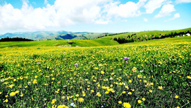 新疆喀拉峻花海