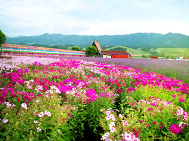 新疆那拉提花海