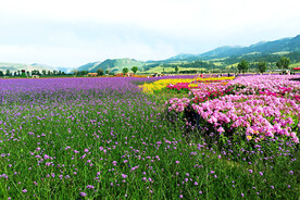 新疆唐布拉花海
