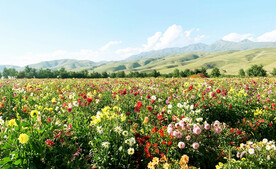 新疆唐布拉花海