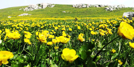 新疆唐布拉花海