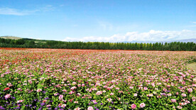 新疆喀拉峻花海