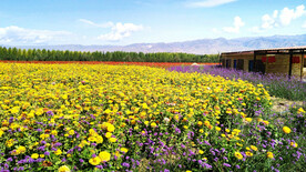 新疆喀拉峻花海