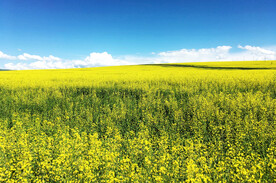 新疆喀拉峻花海