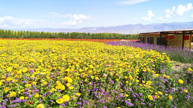 新疆喀拉峻花海
