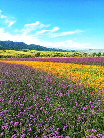 新疆喀拉峻花海