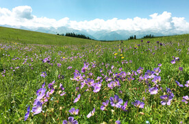 新疆喀拉峻花海