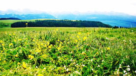 新疆喀拉峻花海