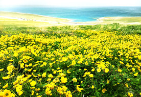 新疆喀拉峻花海