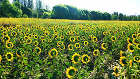 新疆喀拉峻花海